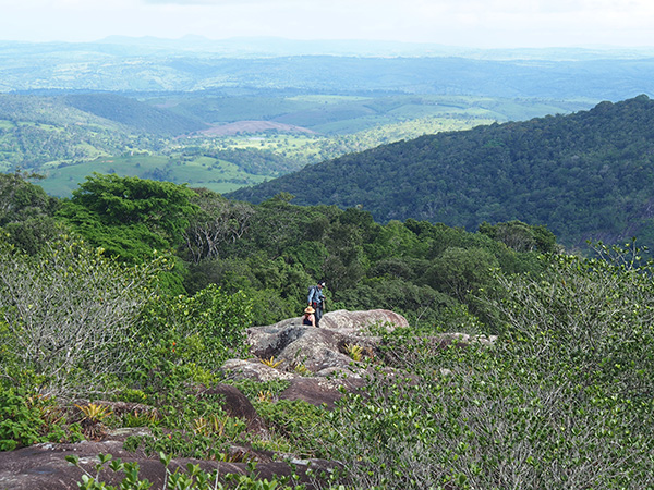 view on the forest of Pedra Talhada